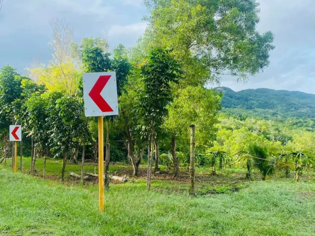 1 hectare Farm Lot for rent in Siquijor - Secondary Image