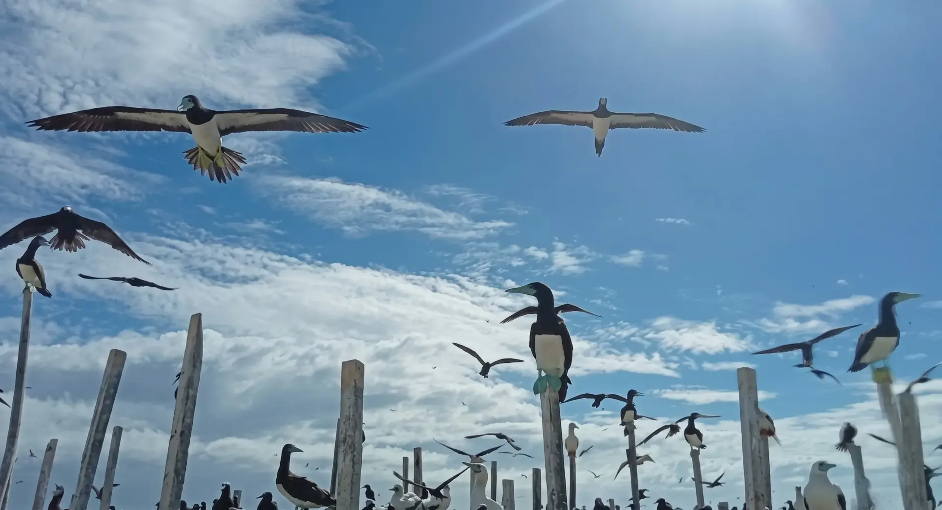 Seabirds Take Flight: Tracking Efforts Open New Paths for Marine Conservation