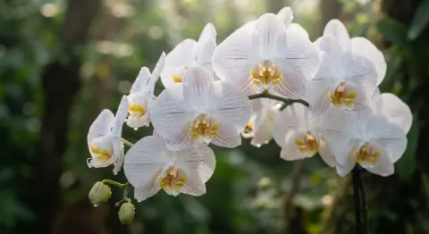 How Native Orchids Reveal the Complexity of Tropical Habitats