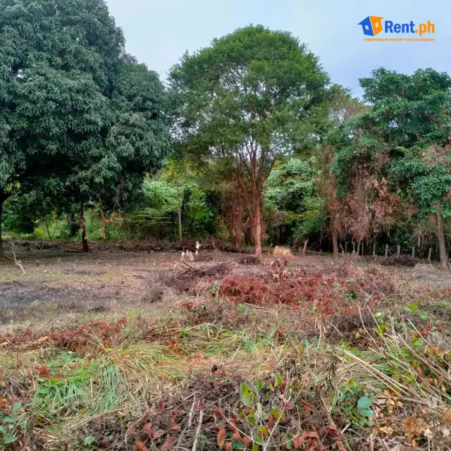 2062sqm Lot For Rent in Villa Libertad El Nido Palawan - Secondary Image