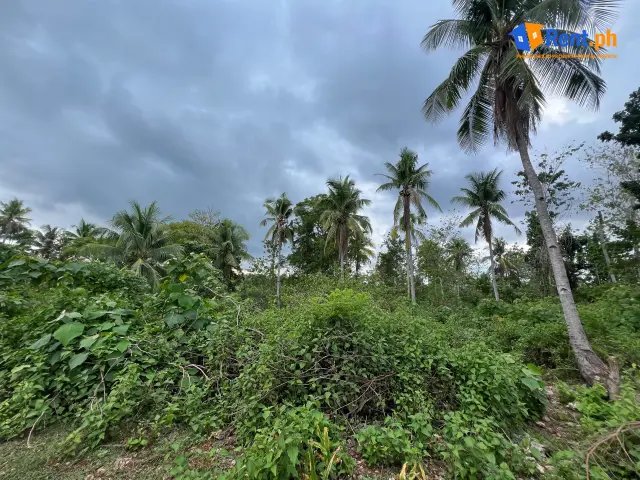 20K ONLY! BUNDLED LOT FOR RENT LOCATED IN EL SALVADOR CITY FOR CHARCOAL BUSINESS AND MORE - Secondary Image
