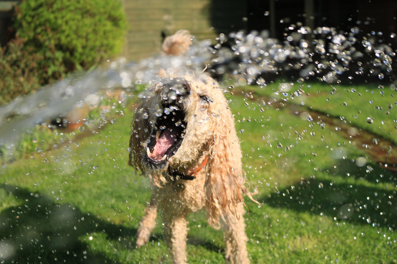 Keeping Your Pets Cool: Essential Tips for Summer Pet Care